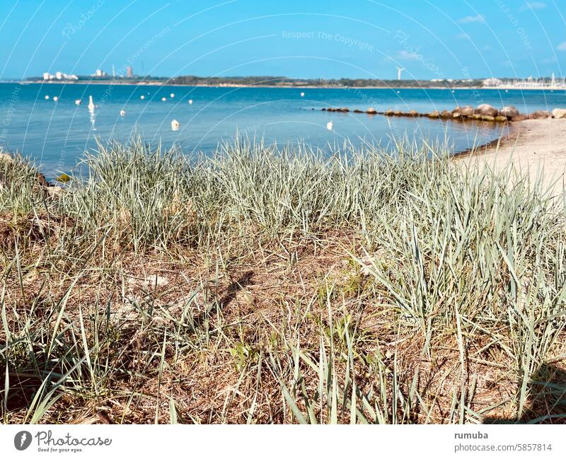 Beach, grasses, Baltic Sea, headland Landscape Nature coast Vacation & Travel Grass Bushes Sand Ocean Sky White Blue Neustadt in Holstein Without persons reed