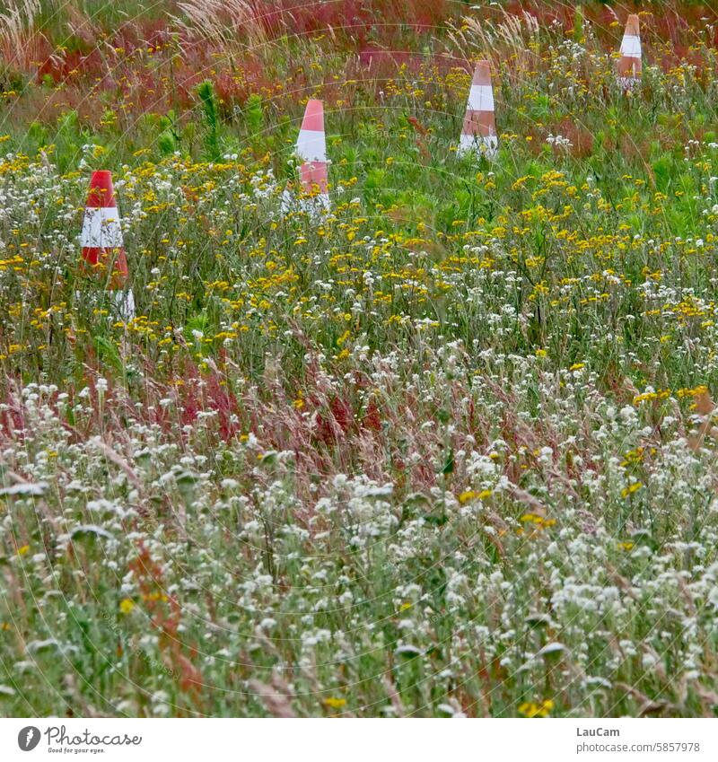 Nature has its limits Meadow Boundary pilons Pilonen cordon Environmental protection nature conservation flowers Field Exterior shot Plant Summer Landscape
