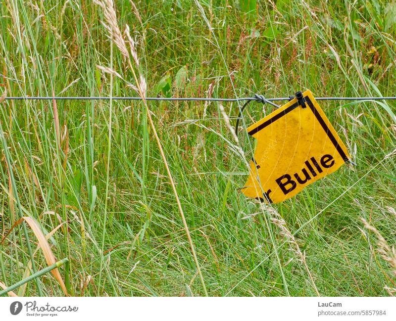 Bull escaped Cattle Cow Warning sign Note Meadow Field Broken sign Animal Willow tree Grass Nature Agriculture Green Livestock animal husbandry Rural