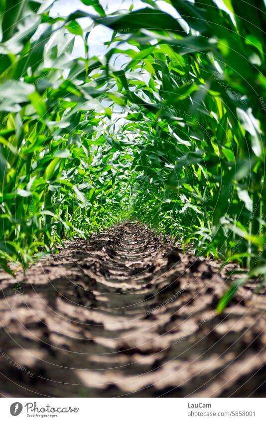 in the middle of a cornfield Maize Maize field Agriculture Corn cultivation Agricultural crop Field Green Growth Plant Harvest Nature green leaves