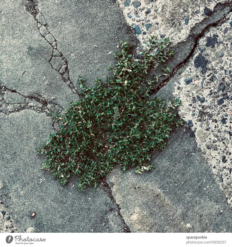 breakthrough Plant stone Breach Green Exterior shot Deserted Day Leaf Detail Gray Sunlight Close-up Growth Environment cracks Concrete Ground