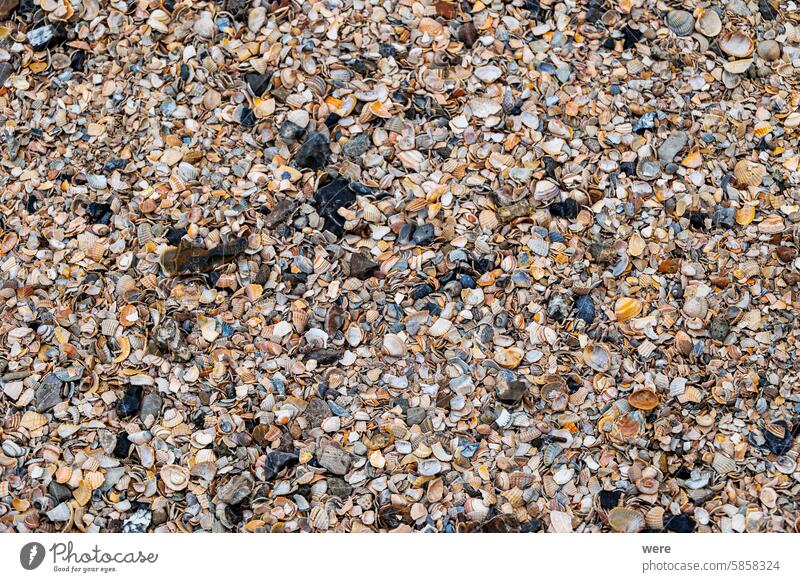 3D background made from various colourful, partially broken seashells Background Pattern Various nature nobody