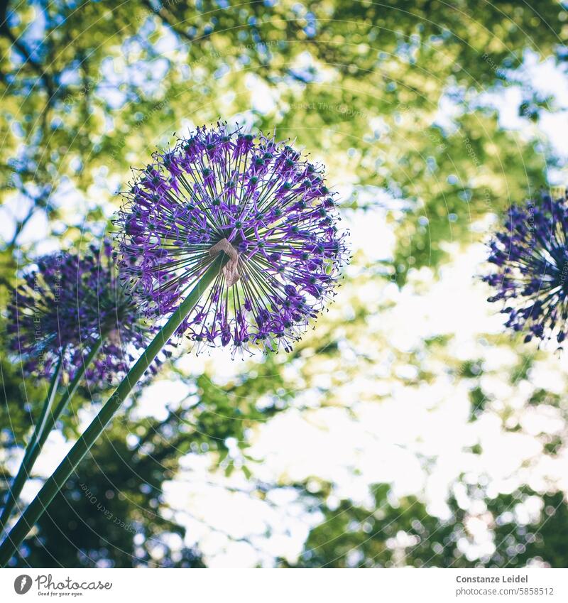 Ornamental leek seen from below under a tree. ornamental garlic Blossom Plant Garden Flower Violet Blossoming Colour photo Green Nature Perspective Spring