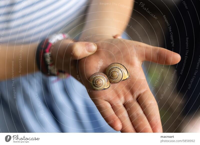 Child holding two snail shells in her hand - close-up Girl snails Snail shell Hand hands stop Children`s hand children's hands Palms Dress Blue out Joy