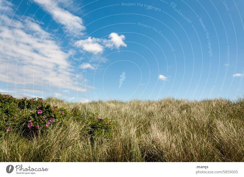 dune grass Marram grass duene Sky Nature Summer North Sea Landscape Clouds Relaxation Grass Freedom Longing harsh vacation Environment Vacation & Travel