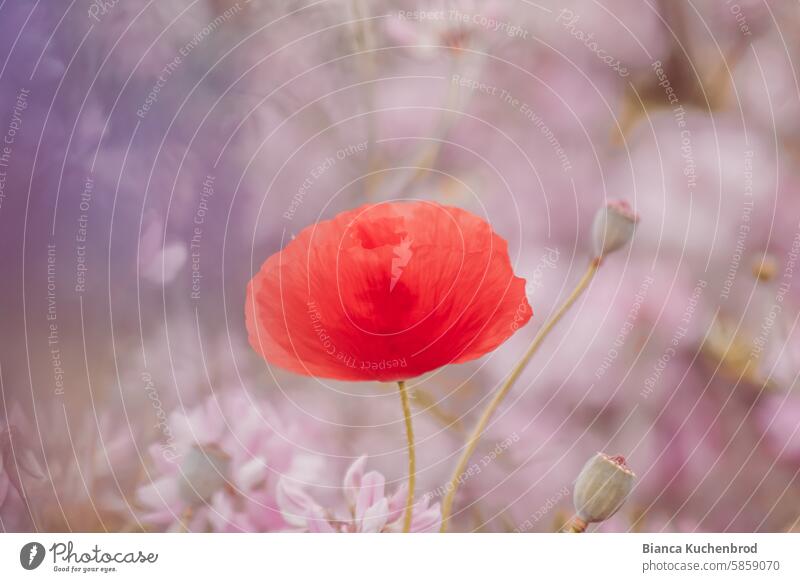 Poppy flower in a dreamy look with pink and purple splashes of color around the outside. Poppy blossom poppies poppy flower Flower Nature Summer Plant Red