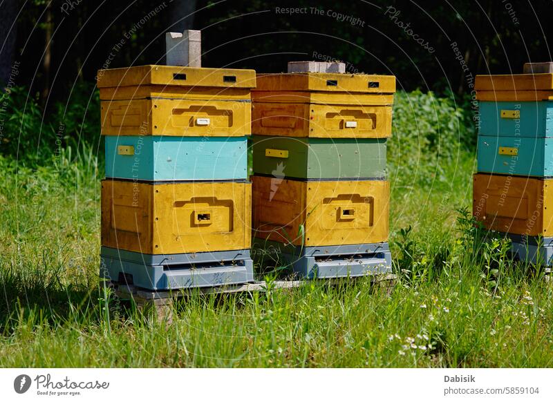 Bee Hives Placed in a Sunny Meadow bee hive beehive honeybee apiary beekeeping pollination insects flying farming nature wooden summer grass swarm box