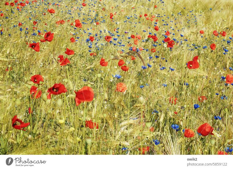 Dab party Landscape Sunlight Poppy field Corn poppy sea of flowers Flower Poppy blossom Blossom Many naturally Intensive Growth Light Blossoming Field Grass Day