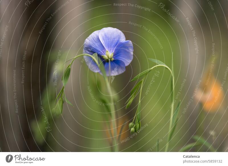 Blossom of the blue flax Green Blue linum usitatissimum Common flax Linen plants Meadow flower Grass wax Season pretty daylight Day Garden