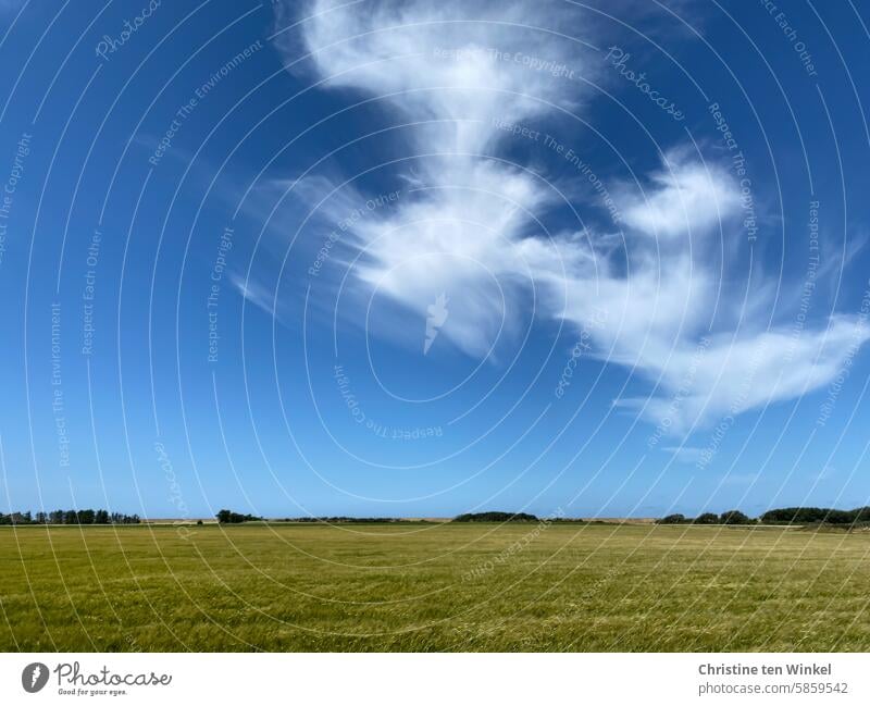 frayed | clouds in the summer wind Landscape Summer Clouds Nature Blue sky Sky Meadow fair weather clouds Beautiful weather Grass Field rural surrounding