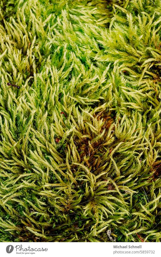 moss Moss Green Plant Environment Nature Fresh naturally moss-covered Covered Carpet of moss