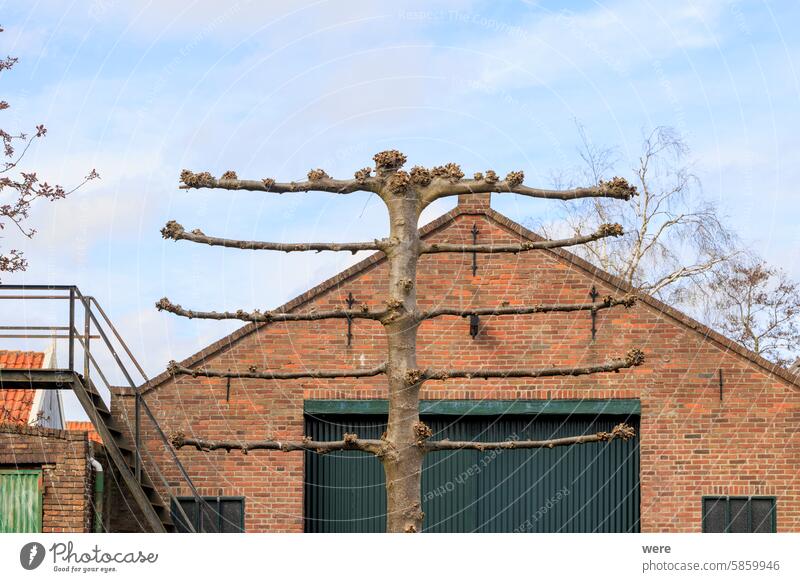 A straight tree is cut into a trellis shape in front of a brick house in the town of Edam in the Netherlands Trellis trellis tube frame Tree Brick facade edam
