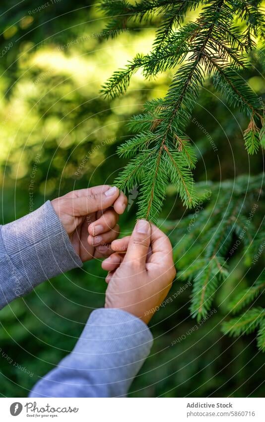 Anonymous hands examining a pine branch in Fussen, Germany nature touch close-up green connection outdoor detail flora forest tree leaf texture environmental