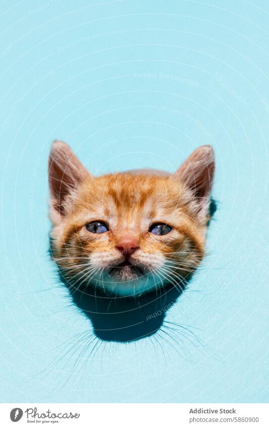 Close-up of an orange kitten against a blue background animal pet cat feline cute adorable expressiveness gaze whiskers fur portrait close-up contrast