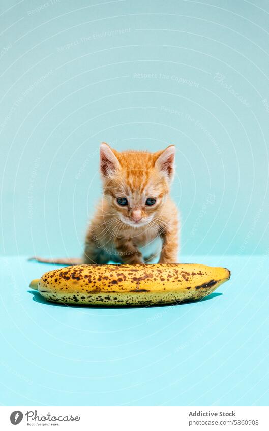 Adorable orange kitten curiously inspecting a ripe banana cat fruit animal pet cute small baby playful pastel blue blue background feline domestic young ginger