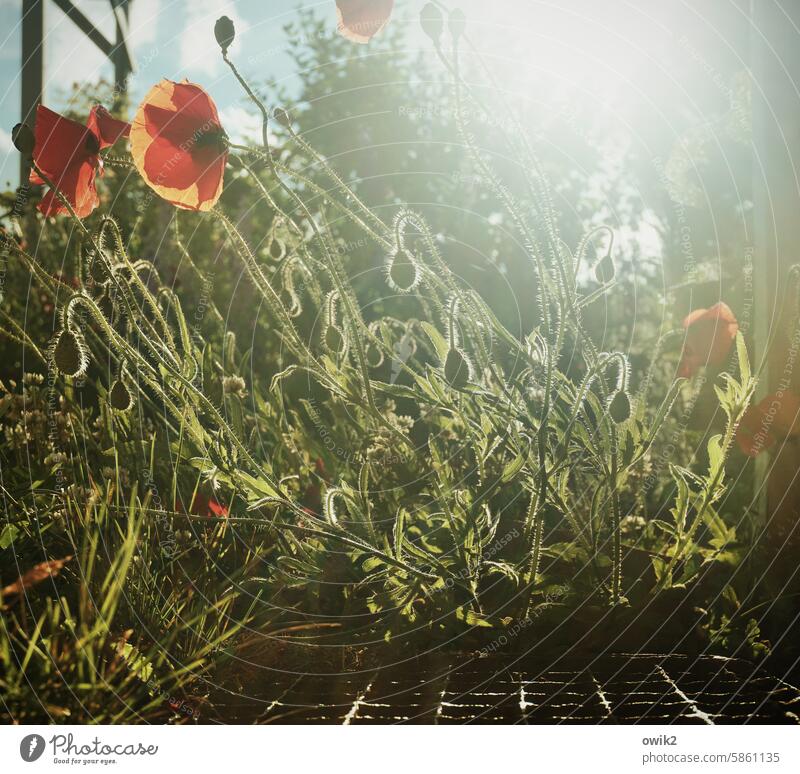 Up close and personal Poppy out sunny Lounge posing Garden Glamor magnificent Sunlight Poppy blossom Colour photo naturally Idyll Red Flower Growth