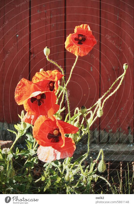 Poppy in pose Lounge posing Glamor magnificent Sunlight Poppy blossom Blade of grass Colour photo naturally Idyll Red Flower Growth Exterior shot Detail