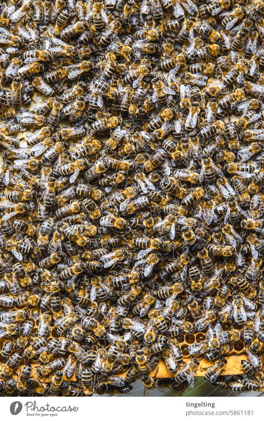 Honeycomb from above with lots of bees Bee-keeper honeycomb Gold Yellow Hand Insect wooden frames Wax bee colony Beehive Bee-keeping