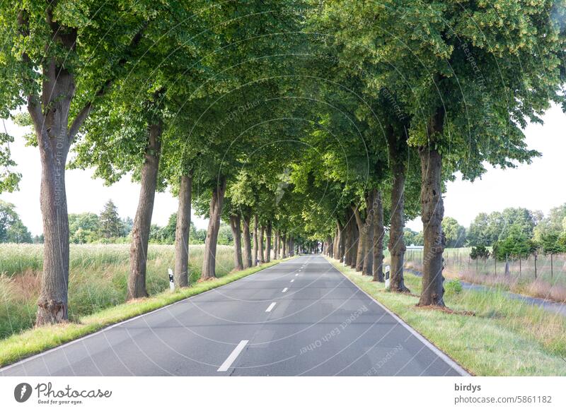 German avenue road with lime trees Avenue Street Rural Traffic infrastructure Tree Landscape Central perspective Country road Asphalt