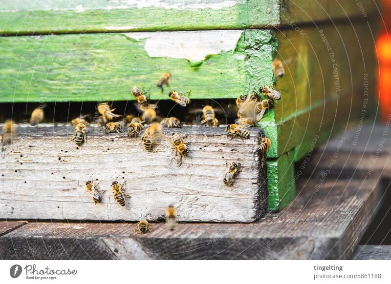 Bees leave the hive Honey Bee-keeper bees honeycomb Gold Yellow Hand Insect wooden frames Honeycomb Wax bee colony Beehive Bee-keeping Flying amass pollen