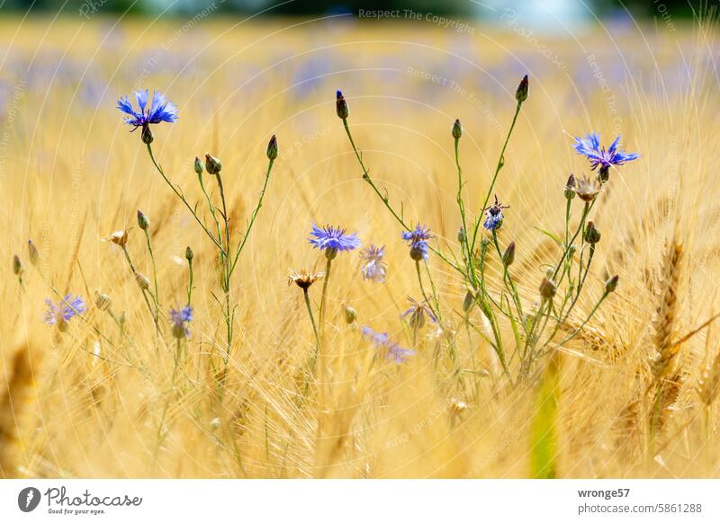 Cornflowers in bloom in the grain field cornflowers cornflower blue Cornfield Grain field Field Summer Agriculture Agricultural crop Nutrition Ear of corn