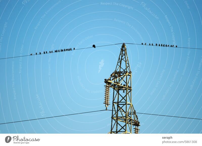 Starlings gather on a power pole Bird Ornithology departure Autumn bird migration Migratory birds Seasons stommast mat power line animals Sky ready amass