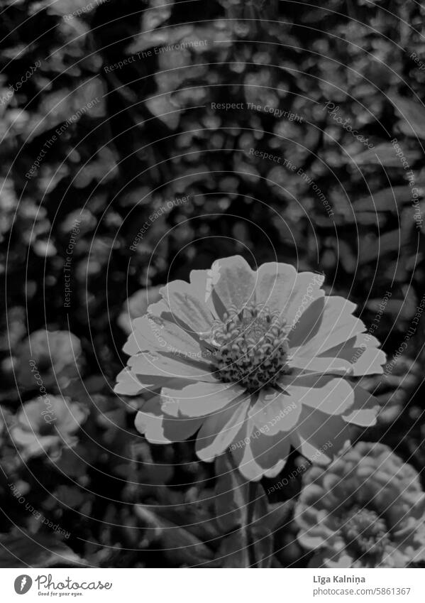 Flower in black and white natural light naturally Blossom Natural color Nature daylight flowering flower blossom blurriness petals
