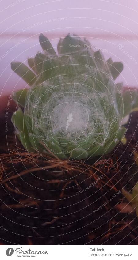 Mysterious symbiosis Plant Insect cobwebs Cocoon Abstract Delicate geometric symmetry