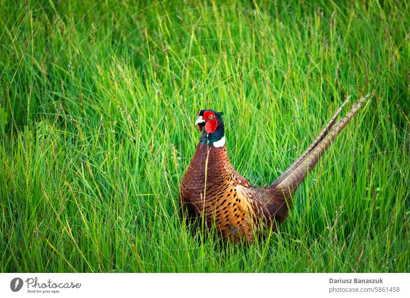 Beautiful colorful pheasant in the grass bird wild sitting meadow male animal beautiful close-up feather portrait nature outdoor wildlife beak horizontal green