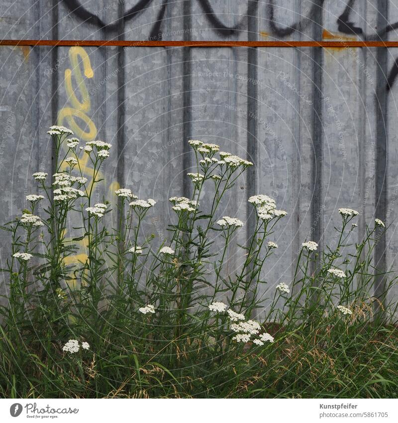 Robust white summer flowers conquer the land in front of the construction container. plants urban Container Nature Weed Summer blossom wax Robust nature Green