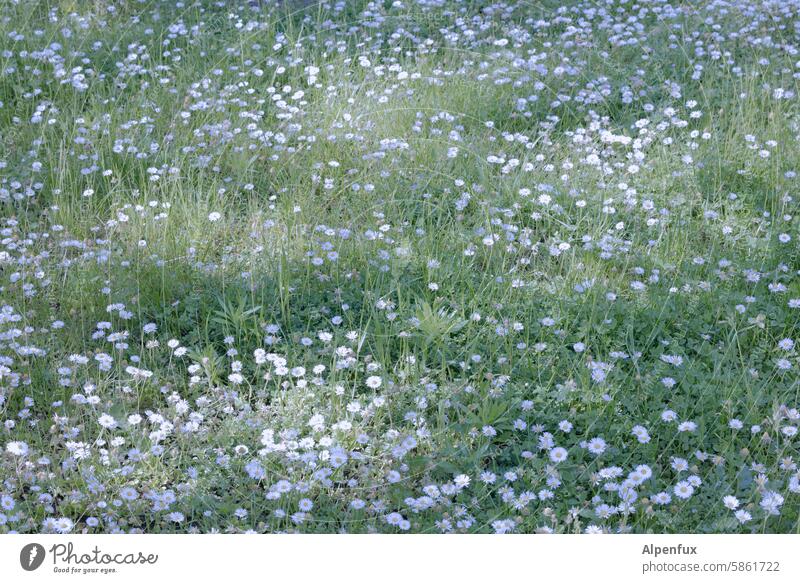 Blossoms in the grass Meadow blossoming flowers Flower meadow Summer Blossoming Meadow flower Spring naturally Garden Nature Plant Colour photo Wild plant Daisy