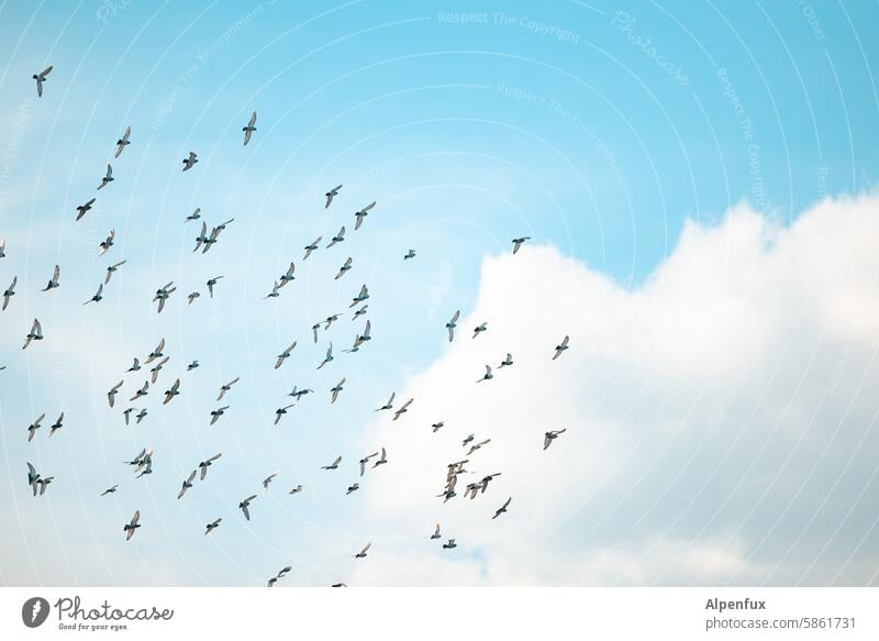 A swarm of hydrogen atoms, a bunch of birds in front of it Flock Flock of birds Sky Flying Flight of the birds Group of animals bird migration Bird Day fuck