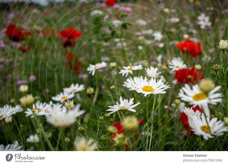 flower meadow Flower Meadow Nature out flowers Grass Garden