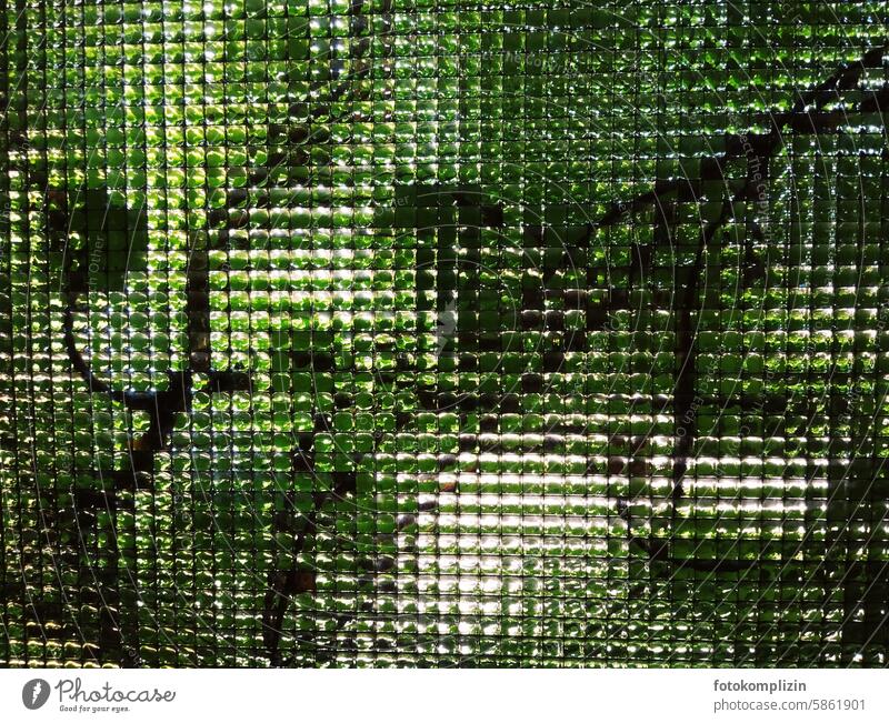 Green growth behind glass structure Glass Glass structure plants Nature Plant Pattern texture Transparent Window panes Growth vegetation Arrangement background