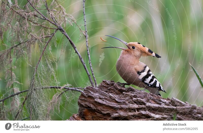 Eurasian hoopoe perched on a piece of wood in a green forest eurasian hoopoe bird nature wildlife foliage feathers long bill outdoors animal beak stripe crest