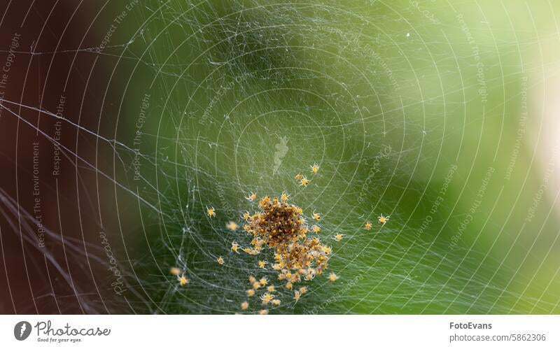 Lots of spider babies in the web copy space nature baby insect background animal wildlife Spiders phobia fear macro close-up animals spider web arachnophobia