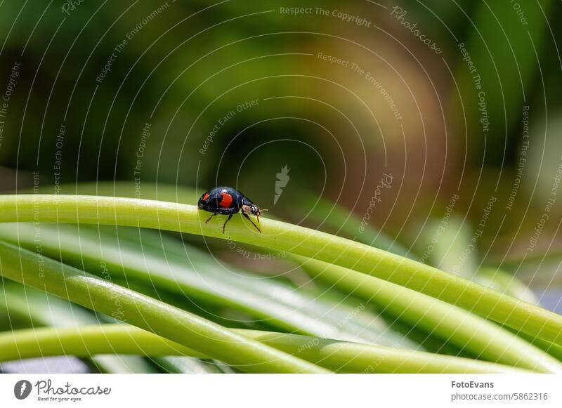 Black Ladybird with red points on plant in green nature macro photograph close live crawling Ladybug European leaf insects eat animal monster Creature outside