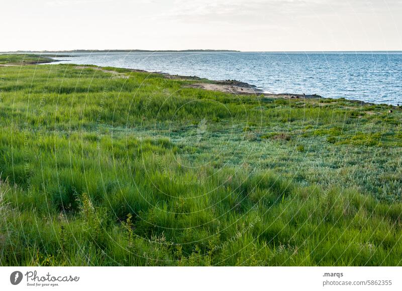 Frisian coast North Sea Grass Green Landscape Nature Environment Summer Relaxation Plant Water coastline North Sea coast Mud flats North Frisland Amrum
