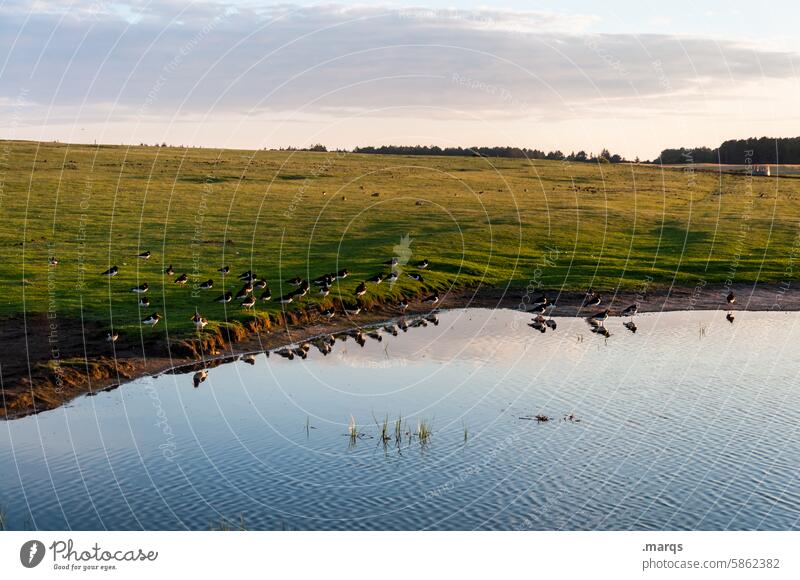 plenary Weather Clouds Bird Environment coastal landscape Northern Germany Experiencing nature nature conservation birds North Sea Sky Nature Relaxation