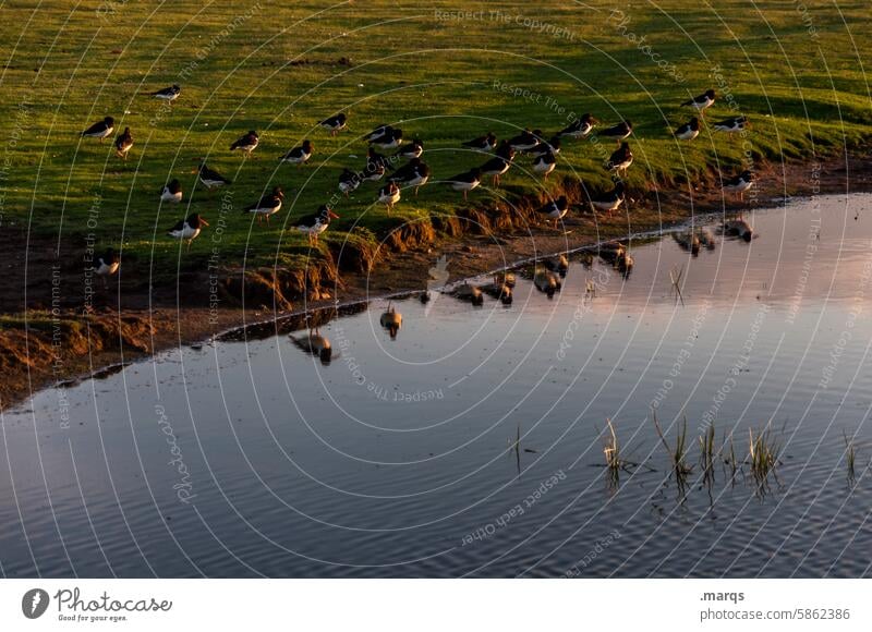 meeting Reflection Pond North Sea coast Nature waterfowls Ornithology Amrum Bird Habitat bank Nature reserve Animal Stand naturally habitat Water Lake Twilight