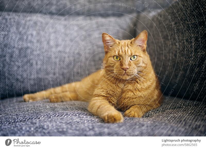 Funny red cat relaxing on sofa and looking straight at camera. Horizontal image with selective focus. domestic cat ginger cat lying looking at camera staring