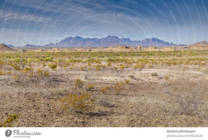 The arid desert landscape of the Big Bend National Park with the Chisos Mountains in the background texas chisos mountains big bend national park green