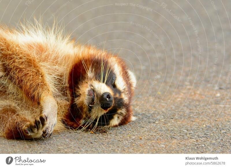 A dead raccoon lies on the asphalt. Raccoon Dead animal Asphalt Street Roadside accident victim Wild animal female Death Animal Exterior shot Transience Pelt