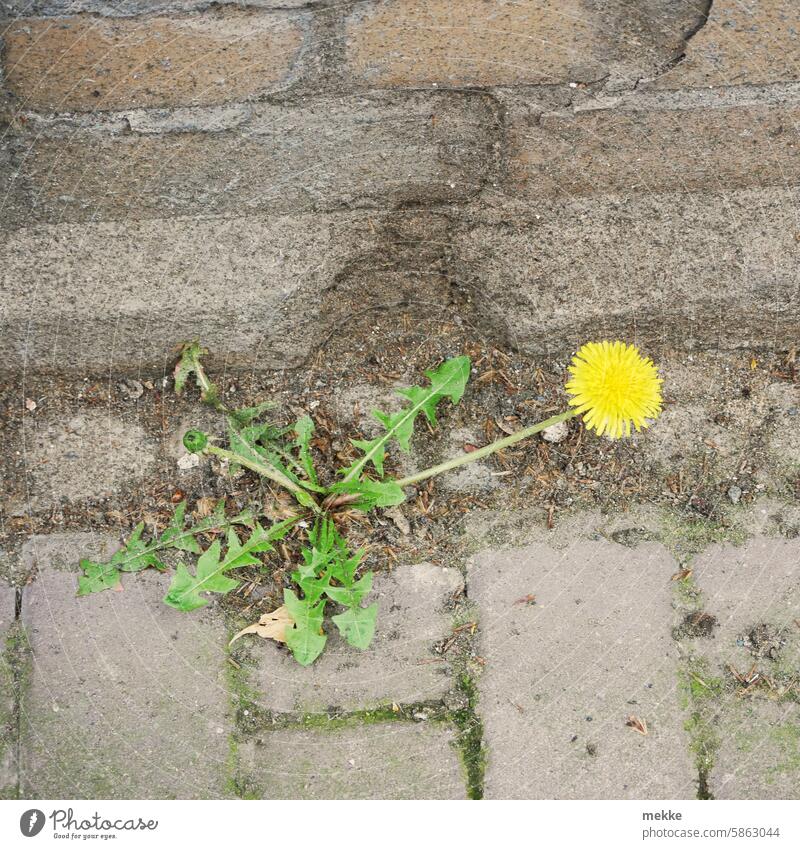 dandelion Dandelion Flower Nature Plant Blossom Wild plant naturally Yellow Summer Weed Town Footpath stones off urban Corner Street Individual Sprout Gap Seam