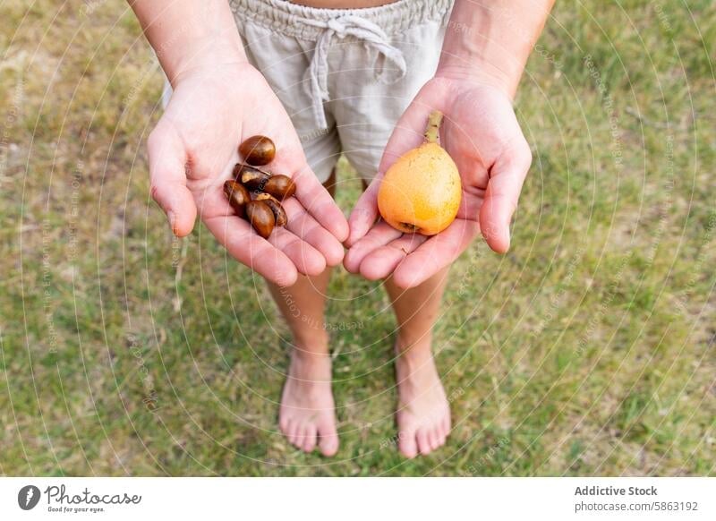 Top View of unrecognizable Woman Holding Loquat Fruit and Seeds in Hands woman garden loquat fruit seeds picking fresh harvest outdoor horticulture gardening