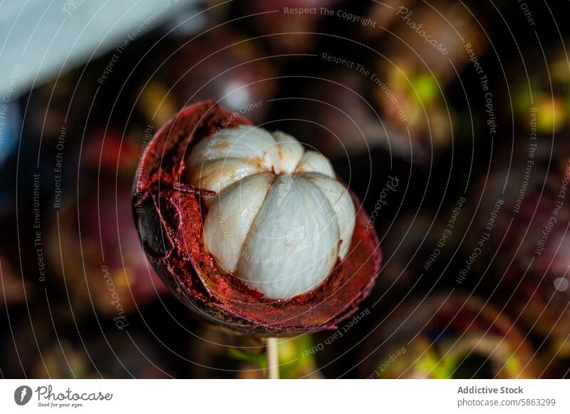 Close-up of fresh mangosteen in Bangkok, Thailand fruit tropical bangkok thailand close-up juicy white exotic edible delicious food nutritious antioxidant husk