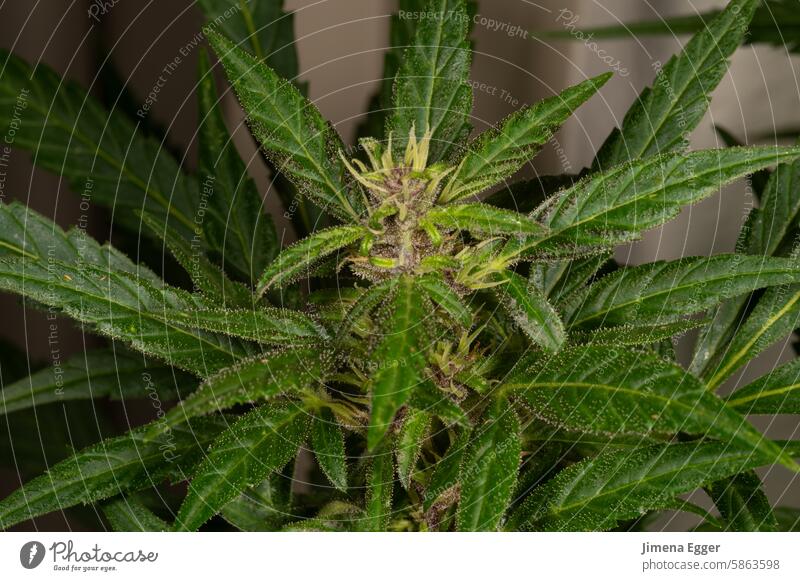 Cannabis plant in bloom cannabis sativa Marijuana Plant med cbd Hemp Green Medication Nature Cannabis leaf legal legalize weed Grass Bubatz Alternative