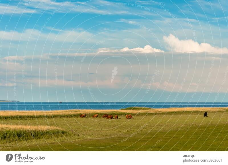 pasture Group of animals graze in common Farm animal Peaceful Environment Pasture use Country life Idyll Horizon Clouds Meadow Beautiful weather Nature