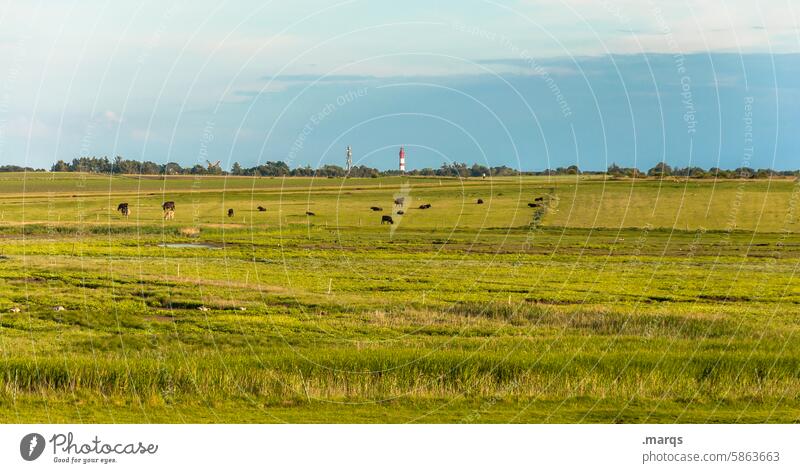 In the north Lighthouse Sky Meadow Nature Vacation & Travel Red Horizon Landscape Tourist Attraction Summer vacation Far-off places Beautiful weather North Sea