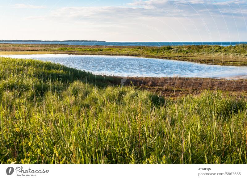 Pond on the dike Relaxation Body of water tranquillity Idyll Meadow Nature reserve Horizon Amrum North Frisland North Sea coast Summer Environment Landscape